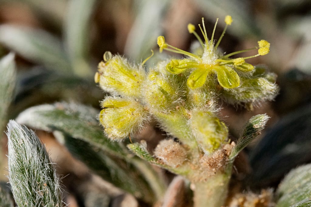 Woollycup buckwheat (Eriogonum lachnogynum var. lachnogynum)