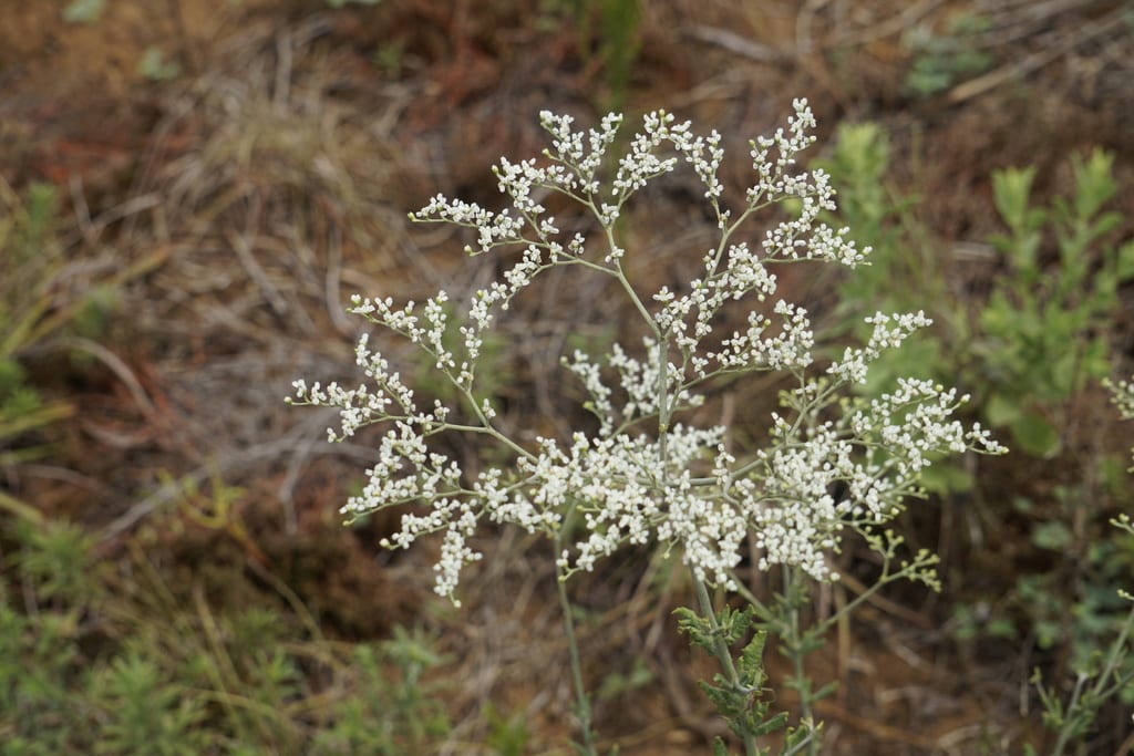 Wild buckwheat (Eriogonum multiflorum)