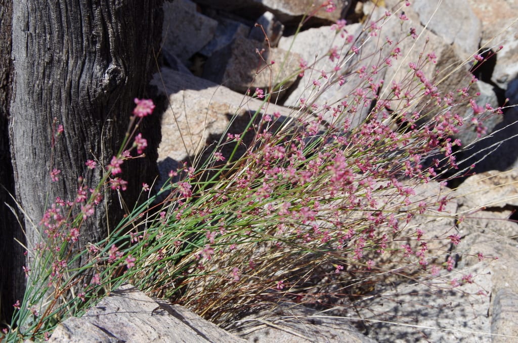 Tall buckwheat (Eriogonum tenellum)