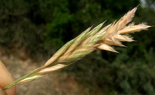 Hairy woollygrass (Erioneuron pilosum)