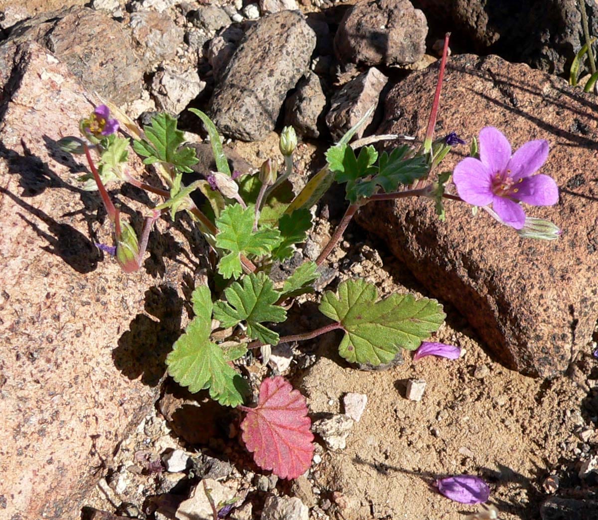 Texas stork's bill (Erodium texanum)