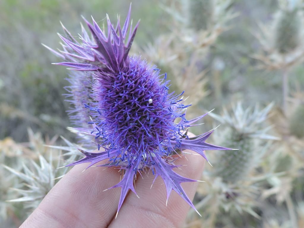 Leavenworth's eryngo (Eryngium leavenworthii)