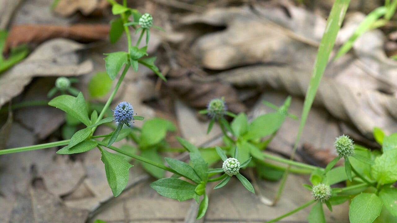 Creeping eryngo (Eryngium prostratum)
