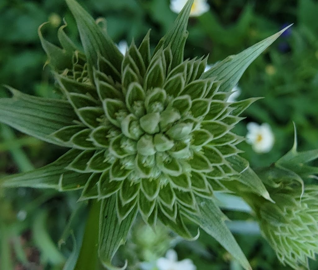 Button eryngo (Eryngium yuccifolium var. synchaetum)
