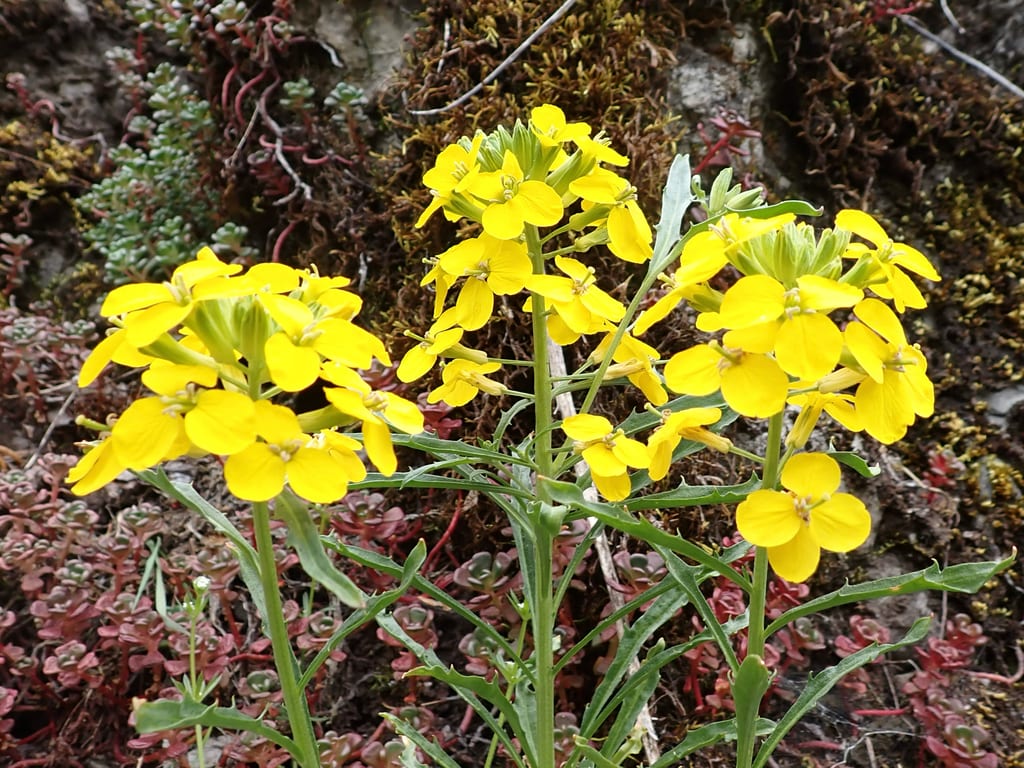 Sanddune wallflower (Erysimum capitatum var. capitatum)