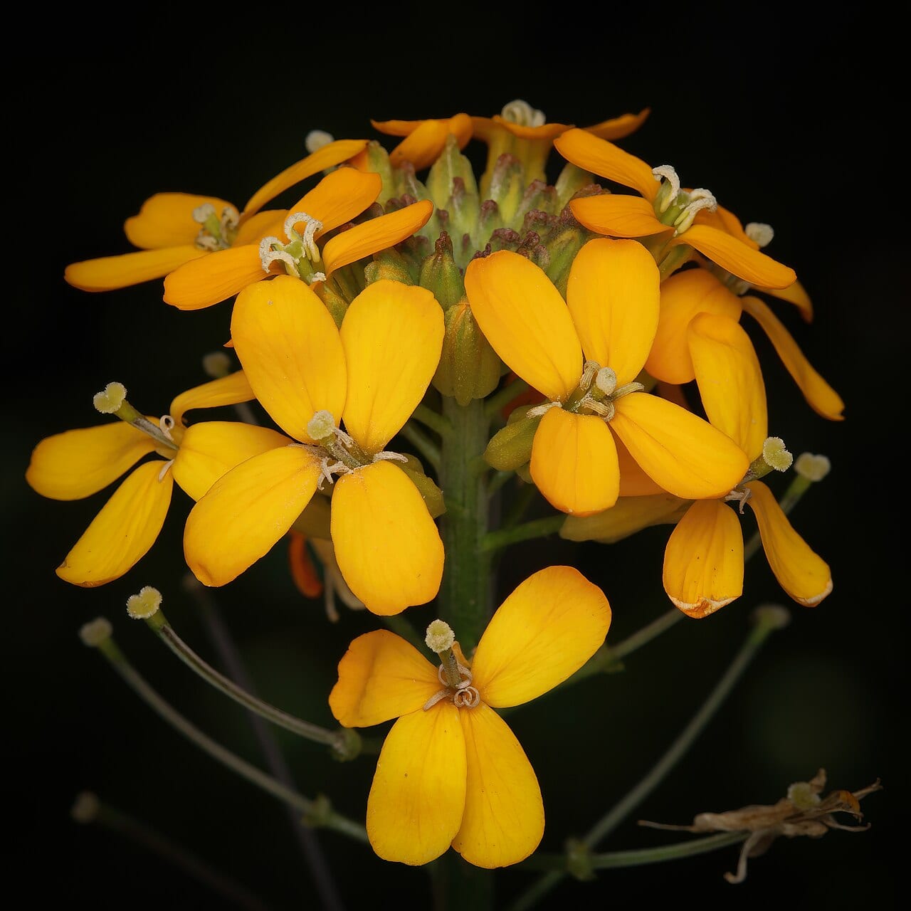 Sand-dune wallflower (Erysimum capitatum)