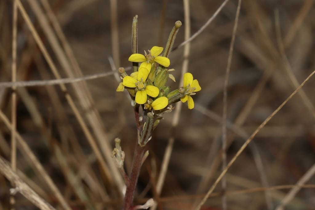 Shy wallflower (Erysimum inconspicuum var. inconspicuum)