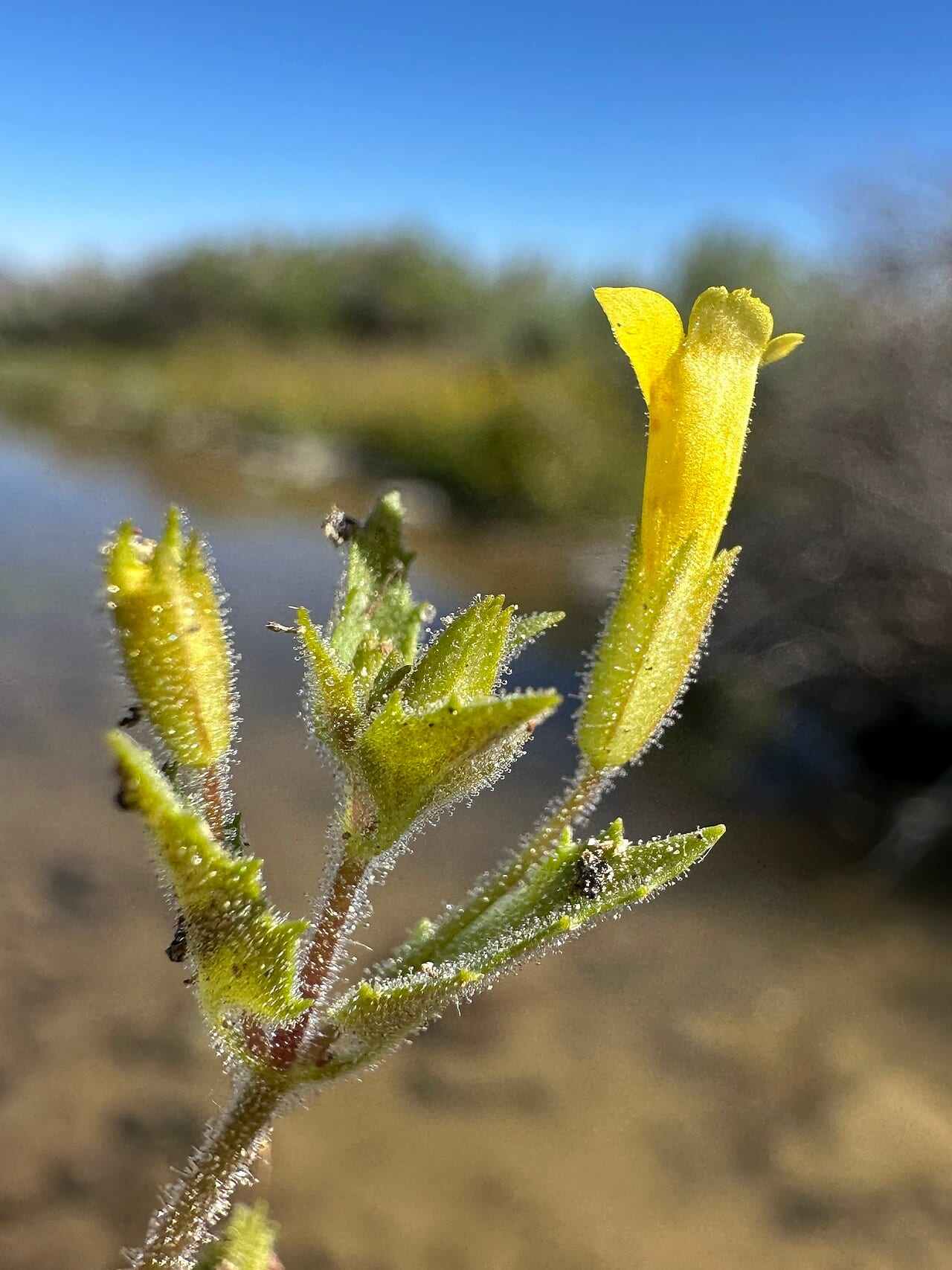Manyflowered monkeyflower (Erythranthe floribunda)