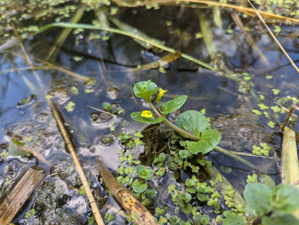 Geyer's monkeyflower (Erythranthe geyeri)