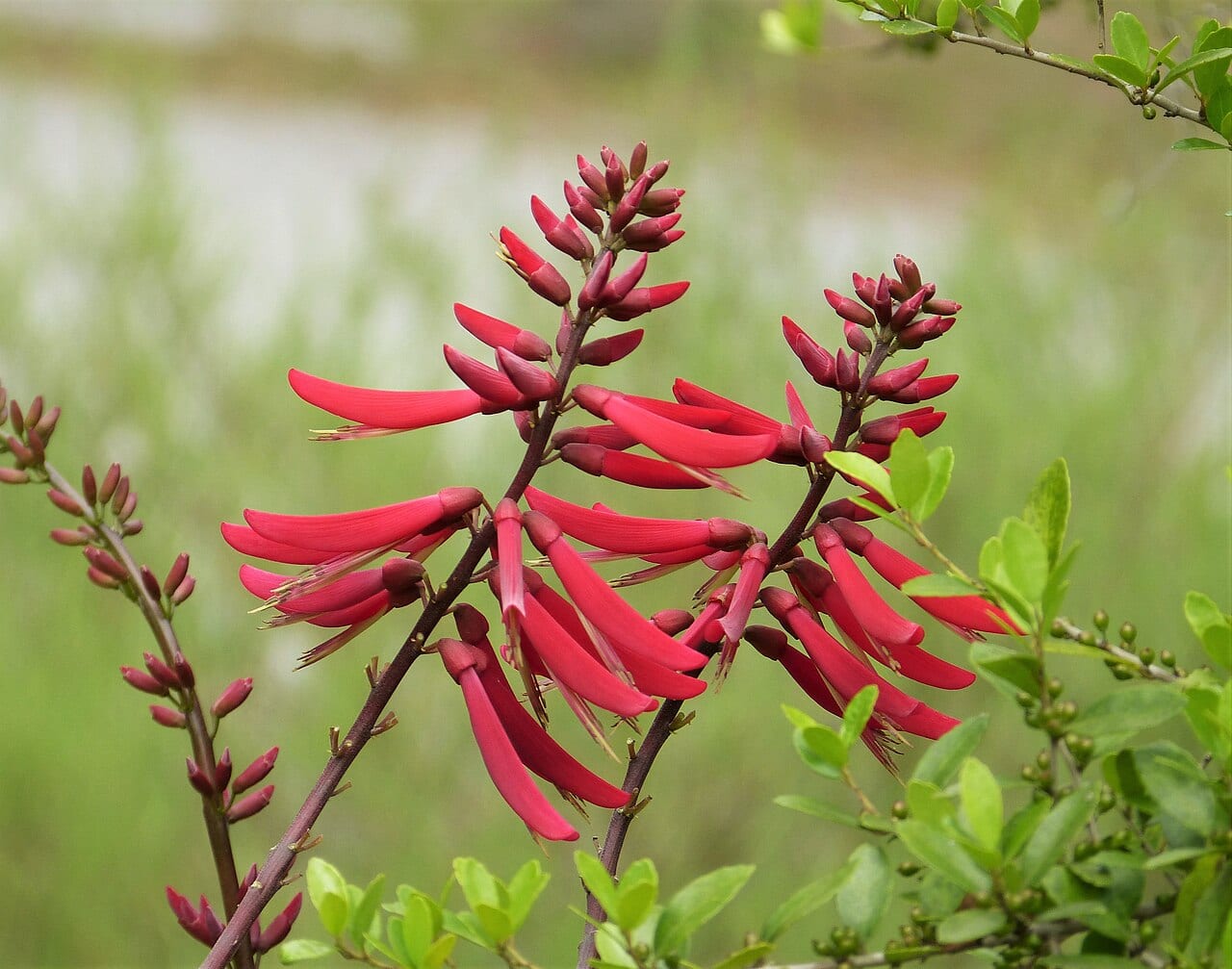 Coralbean (Erythrina herbacea)