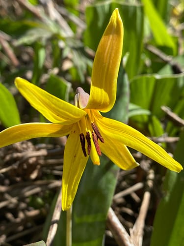Harper's trout-lily (Erythronium americanum ssp. harperi)