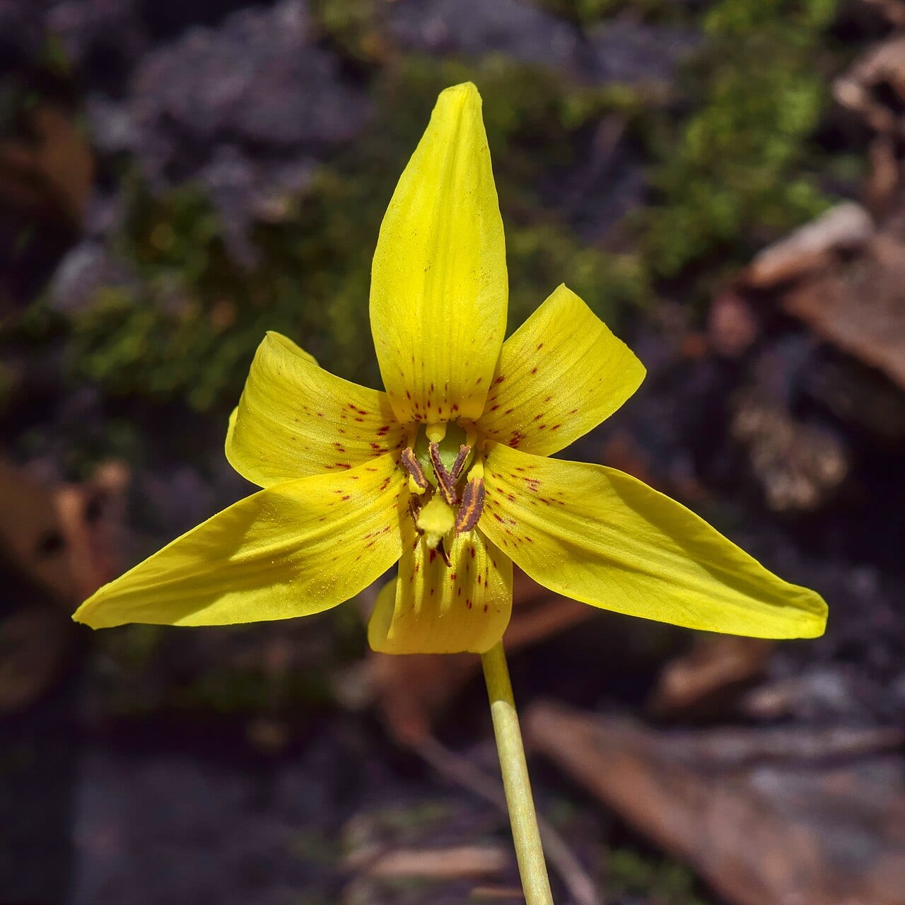 Yellow trout-lily (Erythronium americanum)