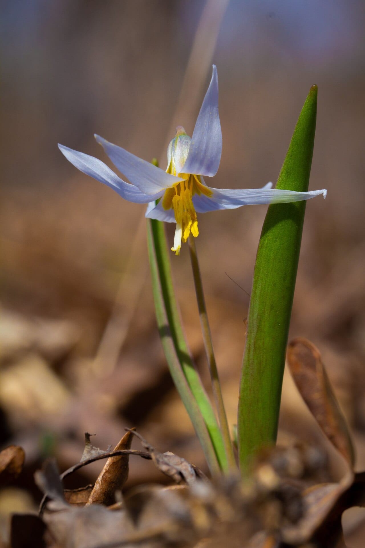 Midland fawnlily (Erythronium mesochoreum)