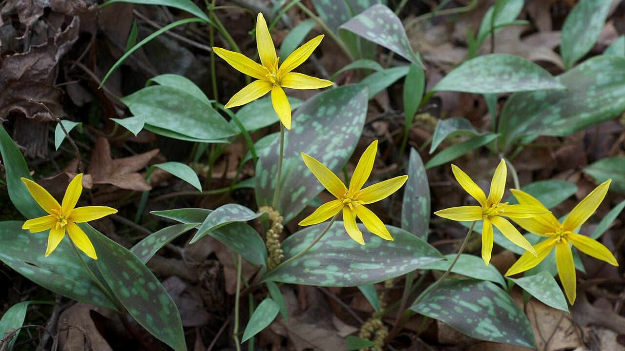 Yellow troutlily (Erythronium rostratum)