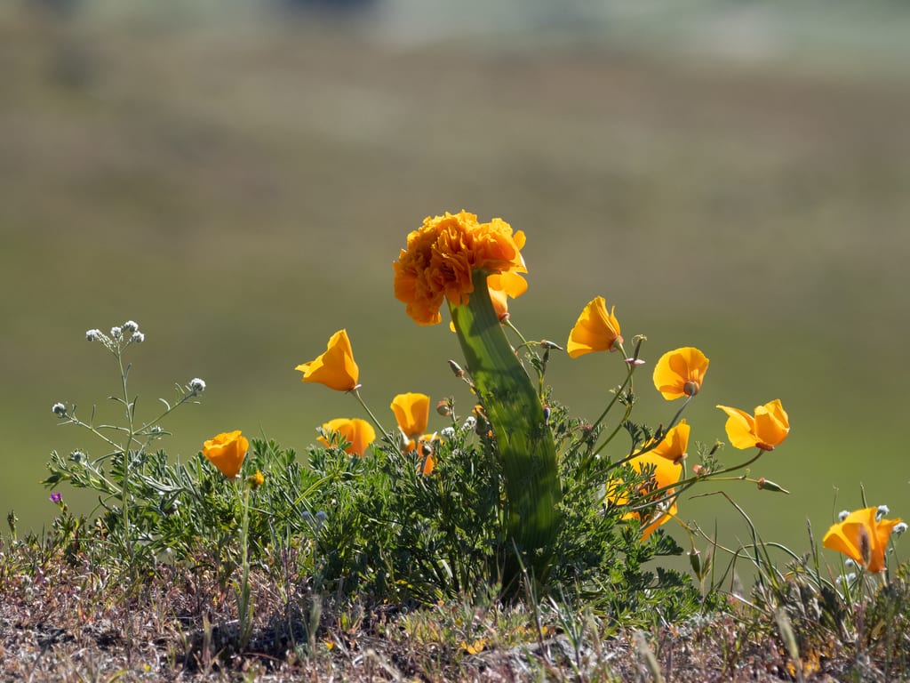California poppy (Eschscholzia californica ssp. californica)
