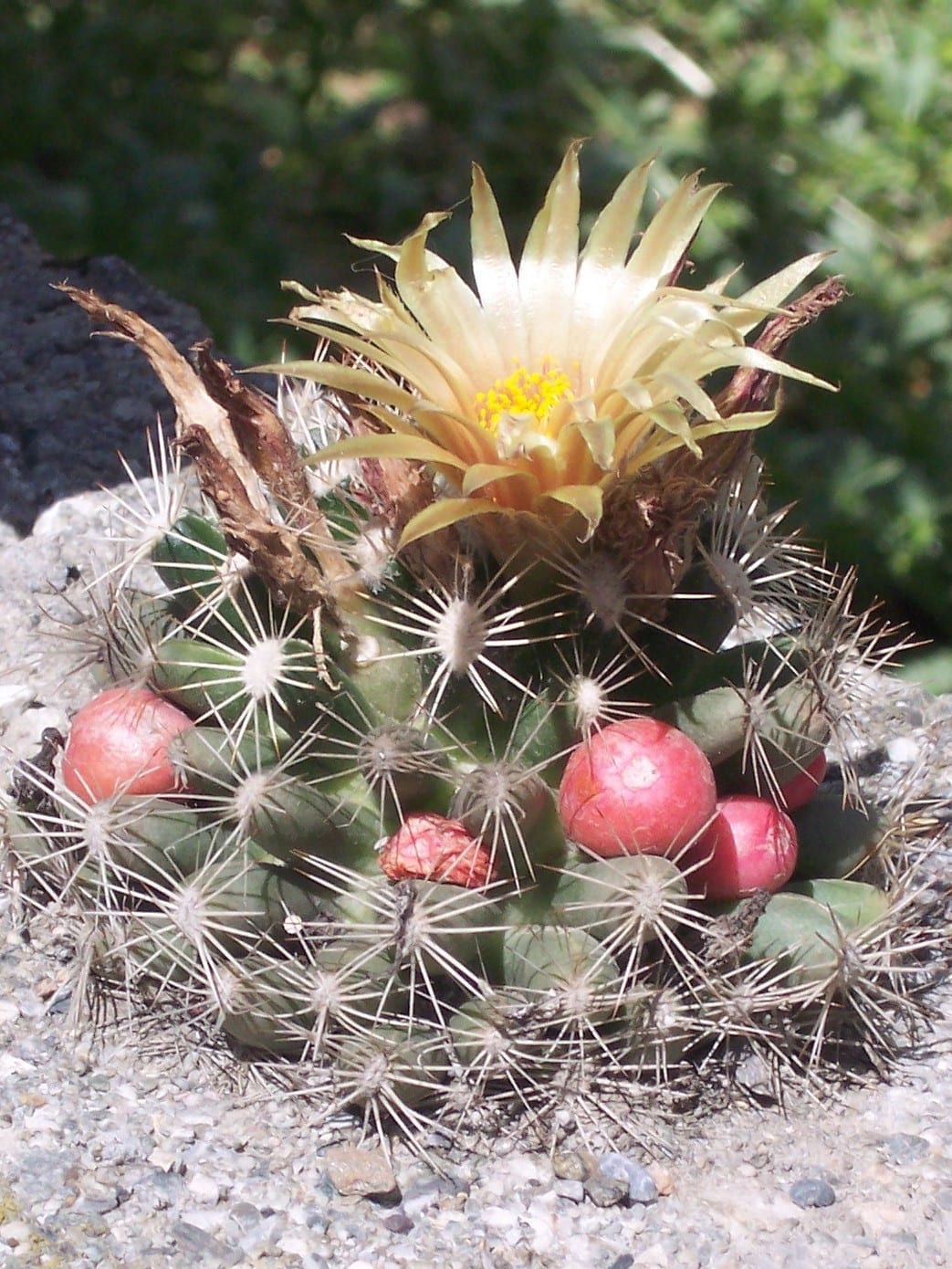 Missouri foxtail cactus (Escobaria missouriensis)