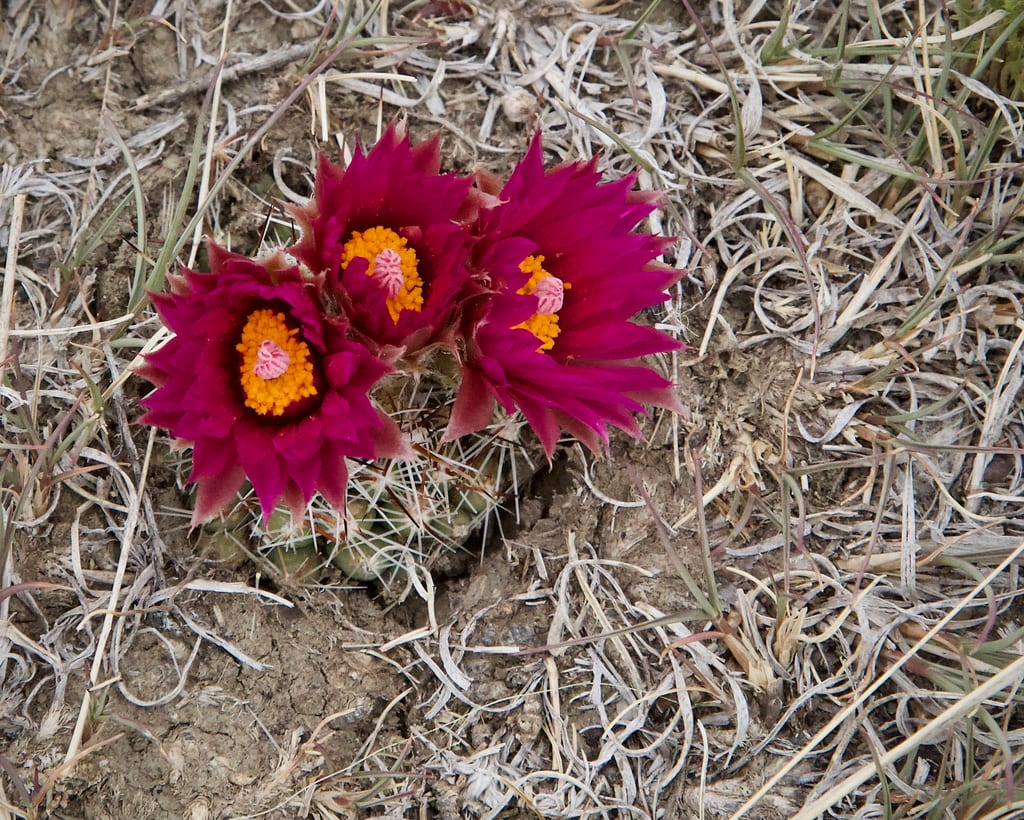 Spinystar (Escobaria vivipara var. radiosa)
