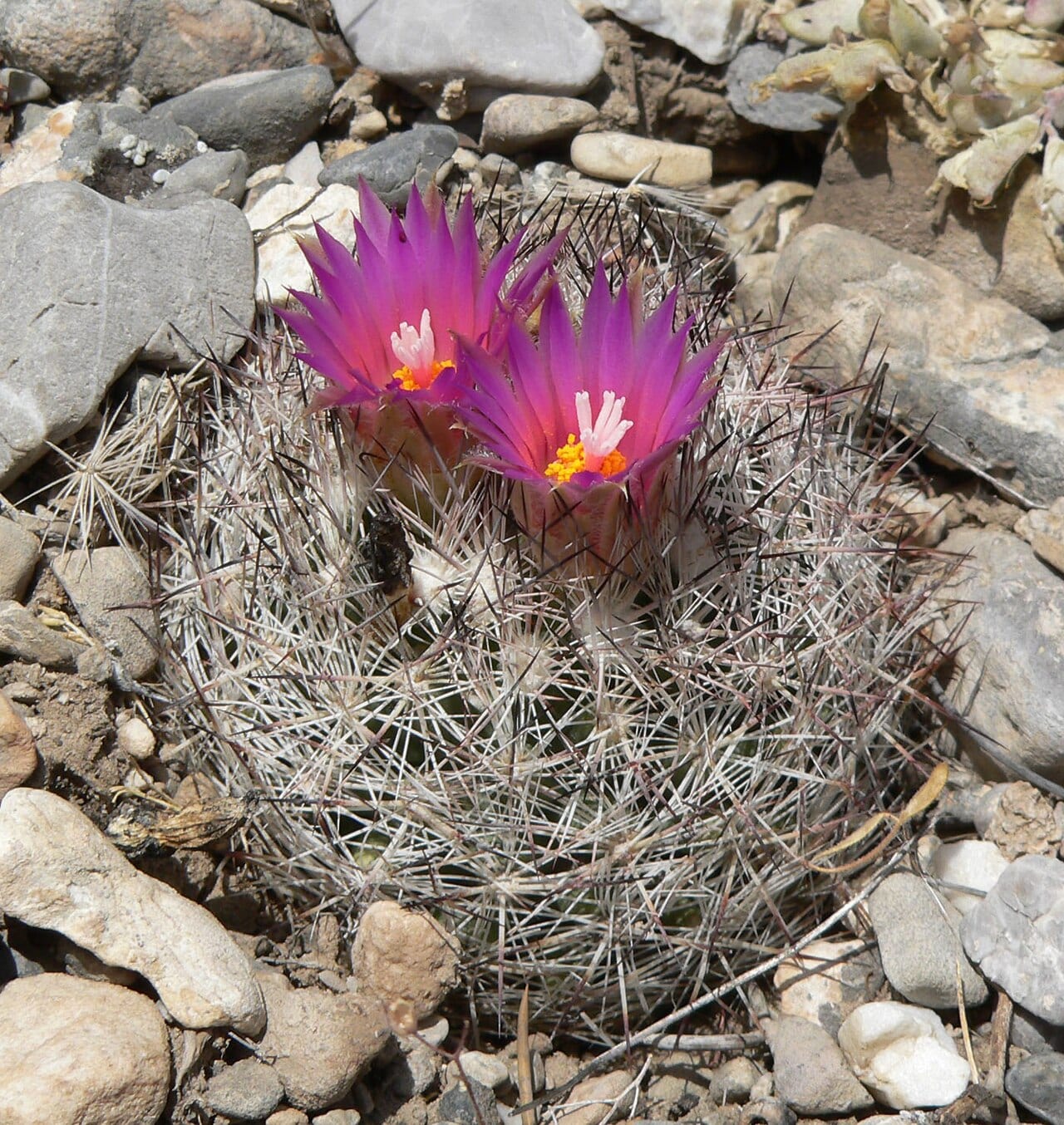 Spinystar (Escobaria vivipara)