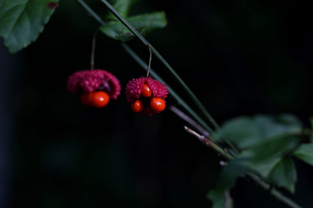 American strawberry bush (Euonymus americanus)