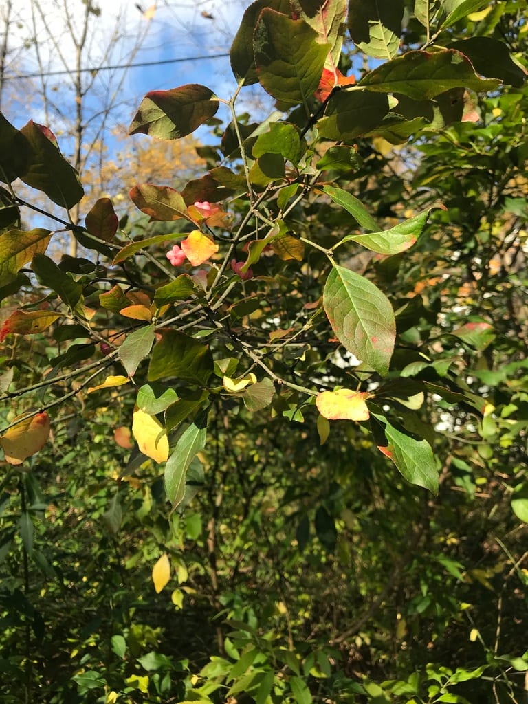 Eastern wahoo (Euonymus atropurpureus var. atropurpureus)