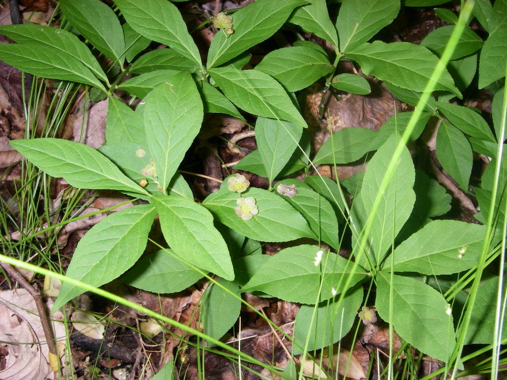Running strawberry bush (Euonymus obovatus)