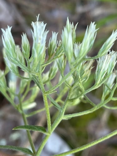 White thoroughwort (Eupatorium album var. album)