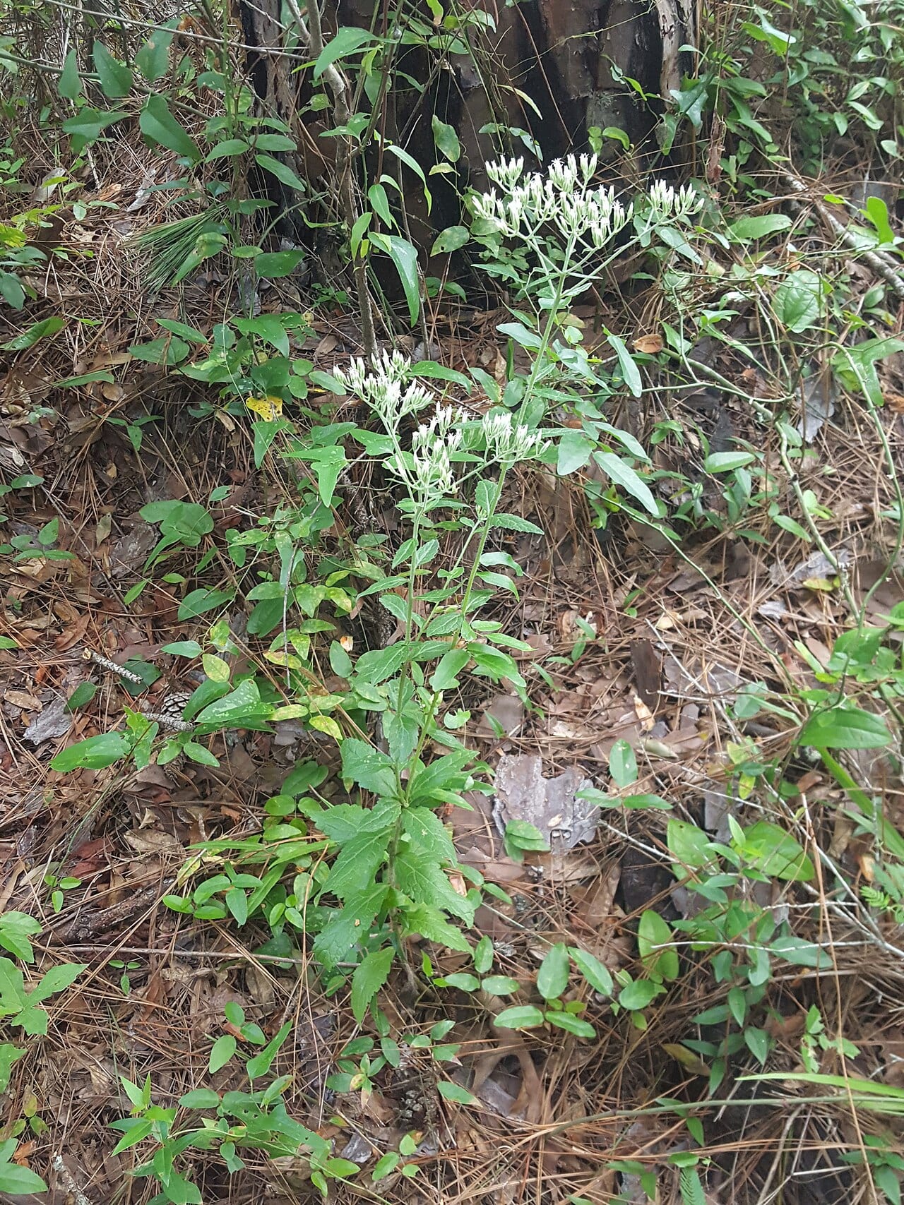 White thoroughwort (Eupatorium album)