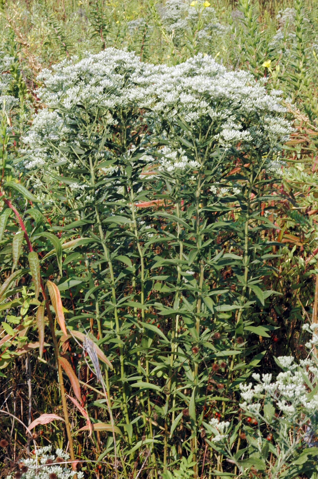 Tall thoroughwort (Eupatorium altissimum)