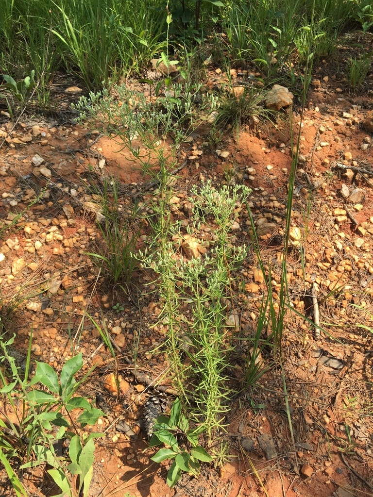 Hyssopleaf thoroughwort (Eupatorium hyssopifolium var. calcaratum)