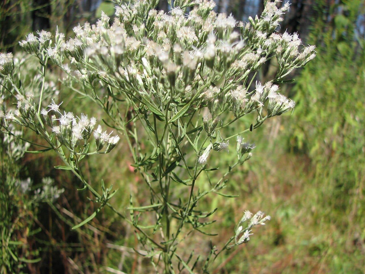 Hyssopleaf thoroughwort (Eupatorium hyssopifolium)