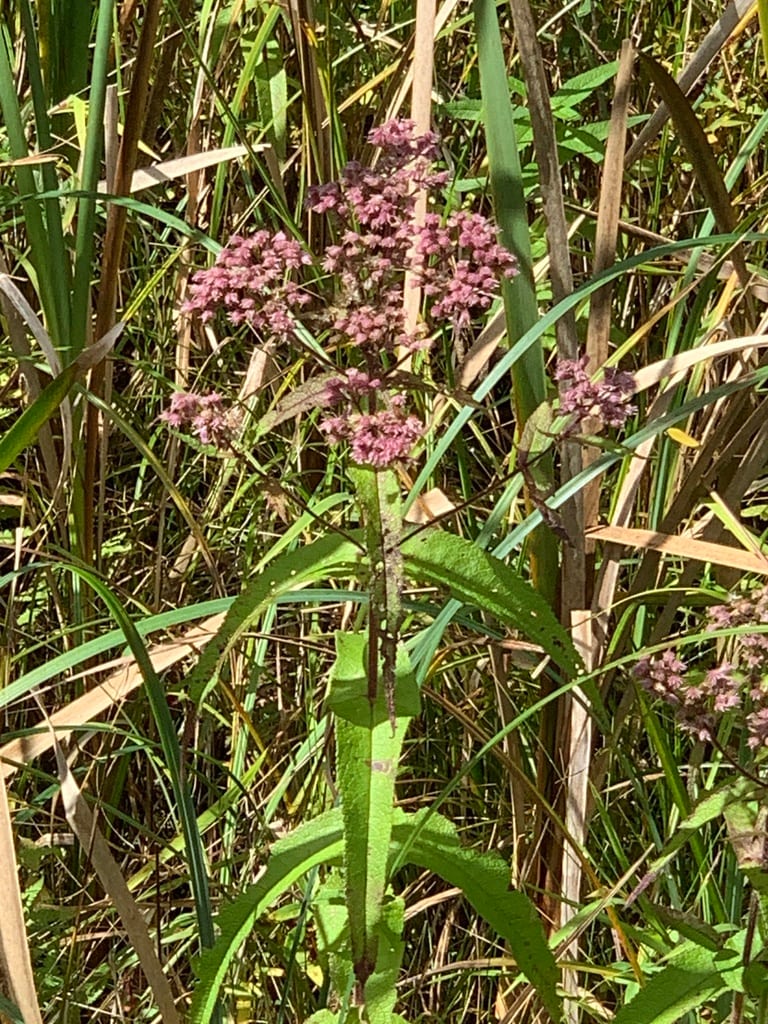Common boneset (Eupatorium perfoliatum var. perfoliatum)