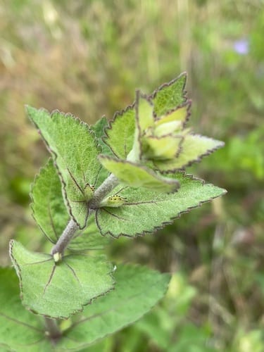 Roundleaf thoroughwort (Eupatorium rotundifolium var. ovatum)