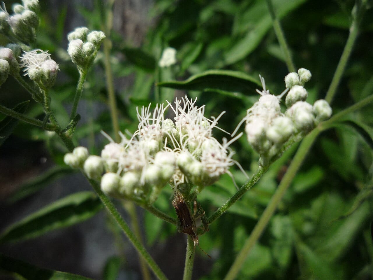 White boneset (Eupatorium serotinum)