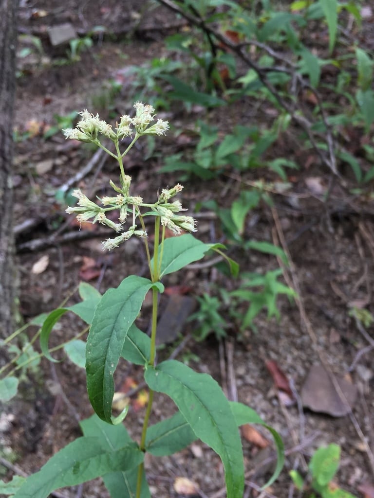 Upland boneset (Eupatorium sessilifolium var. brittonianum)