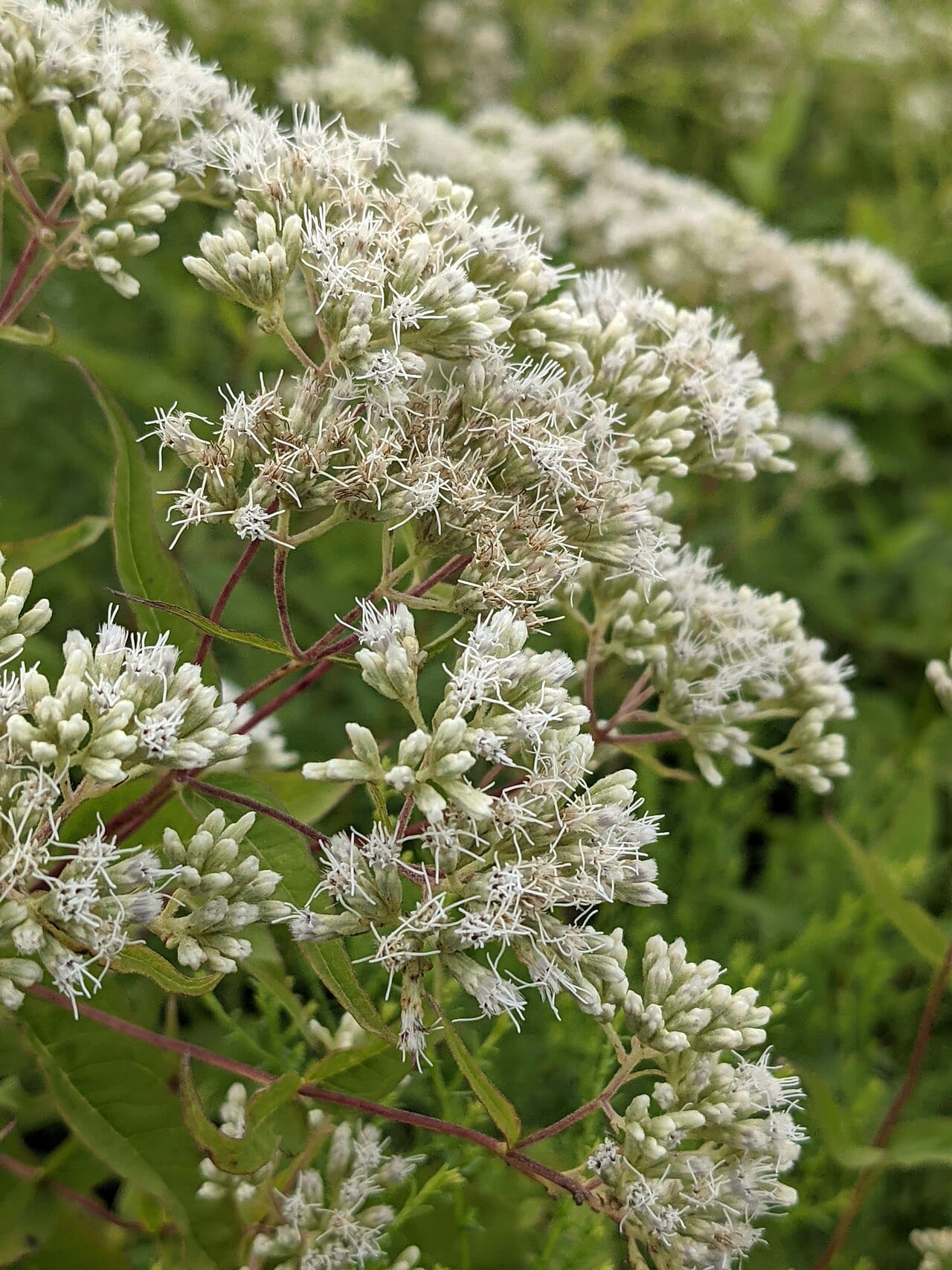 Upland boneset (Eupatorium sessilifolium)