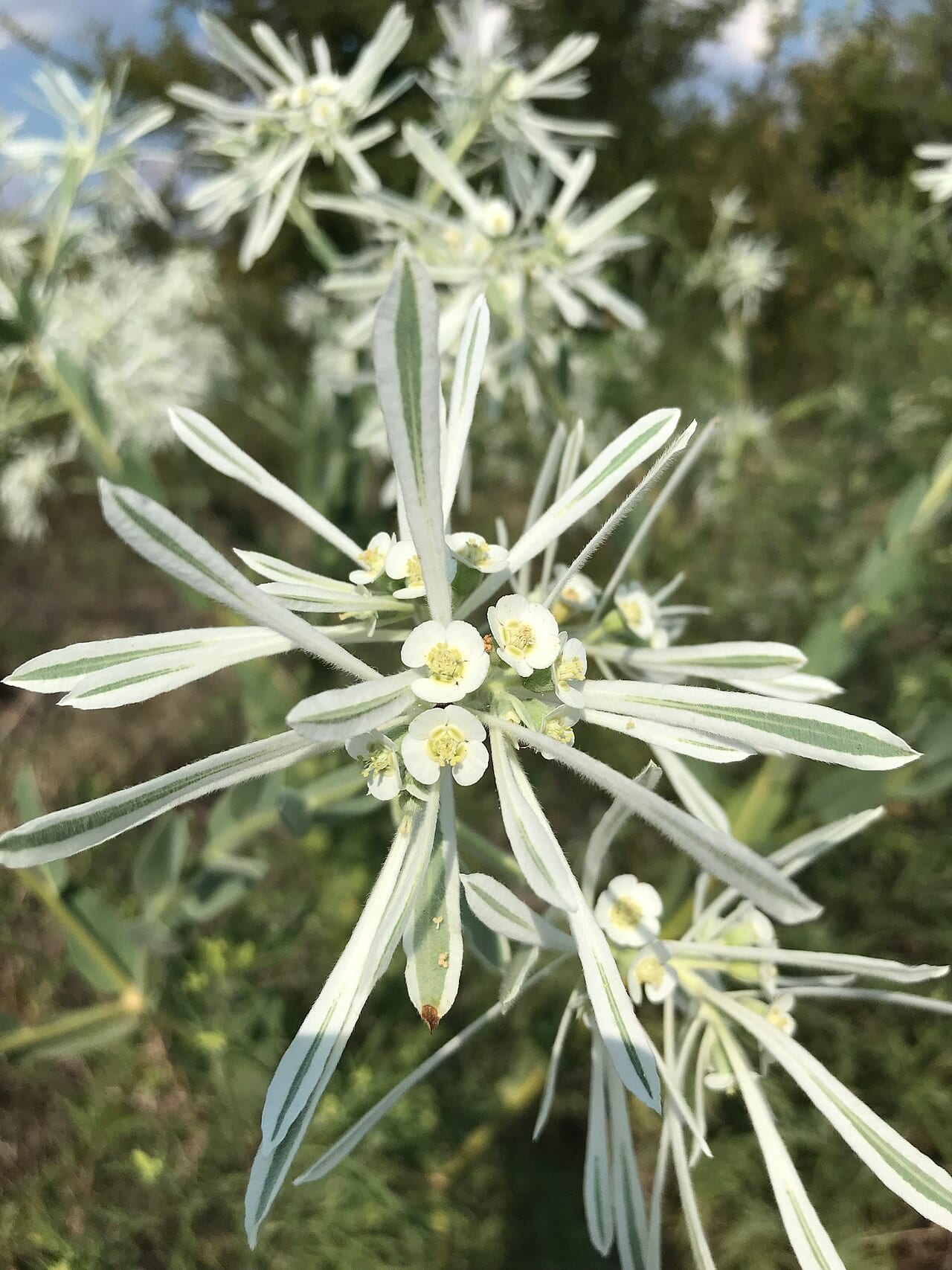 Snow on the prairie (Euphorbia bicolor)