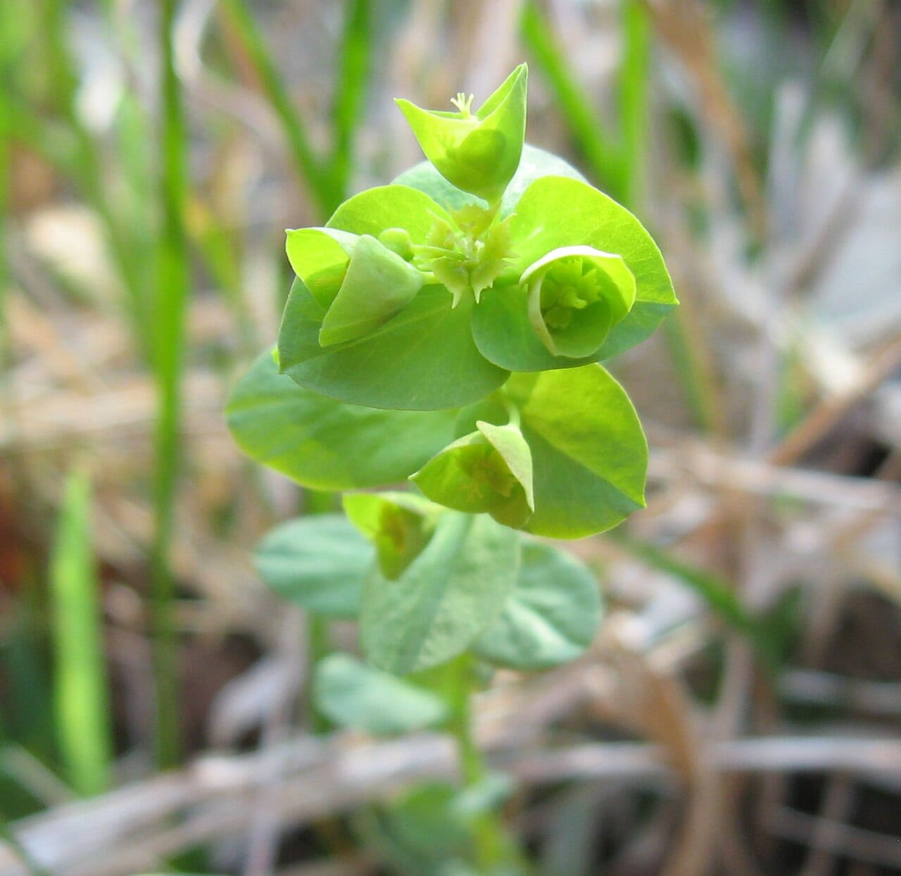 Wood spurge (Euphorbia commutata)