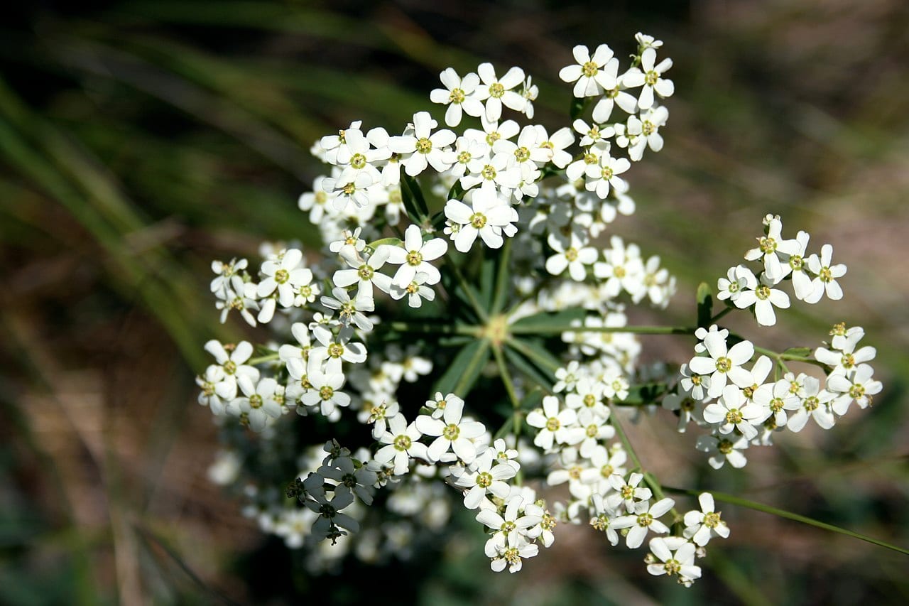 Flowering spurge (Euphorbia corollata)