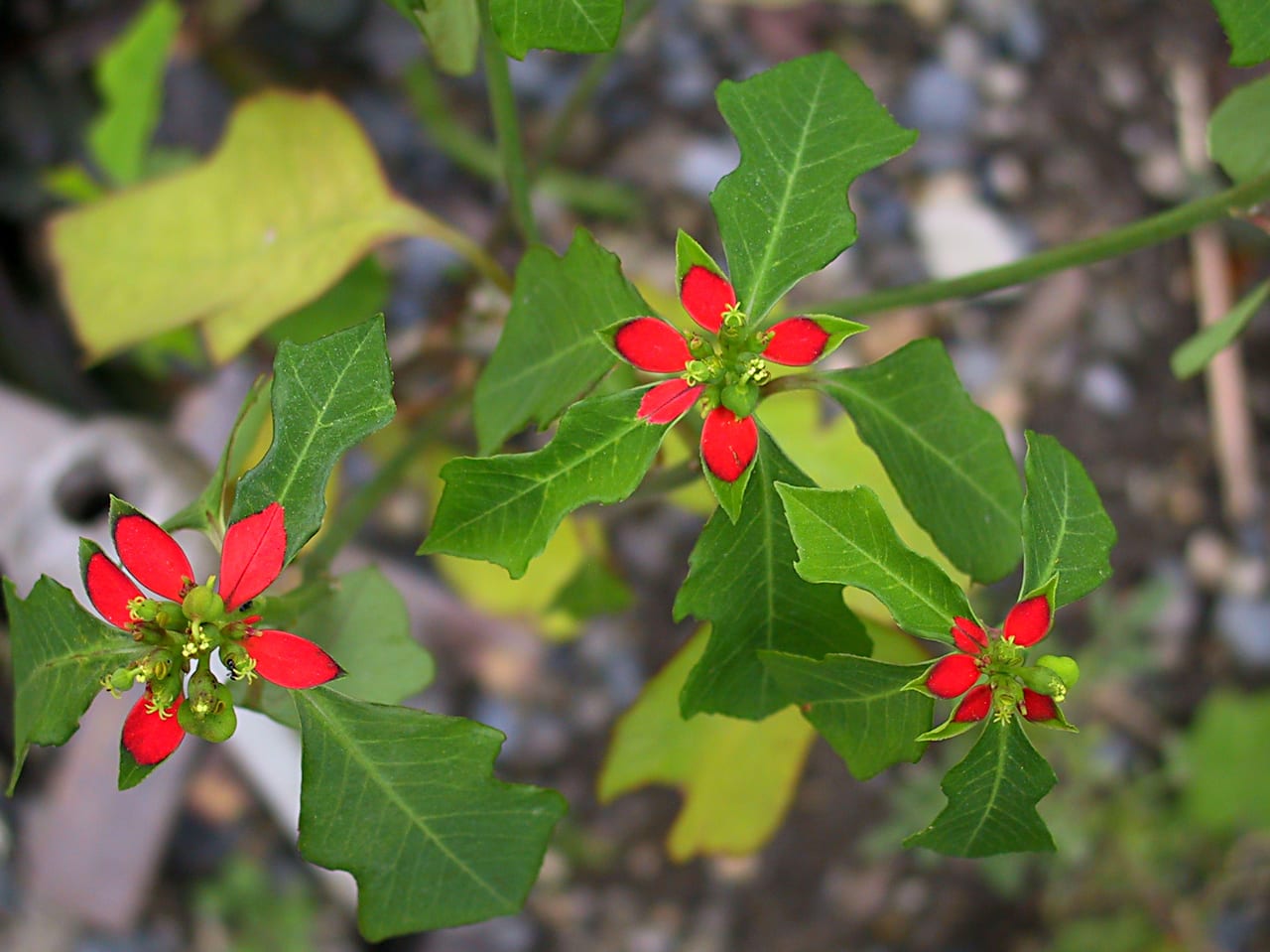 Wild poinsettia (Euphorbia cyathophora)