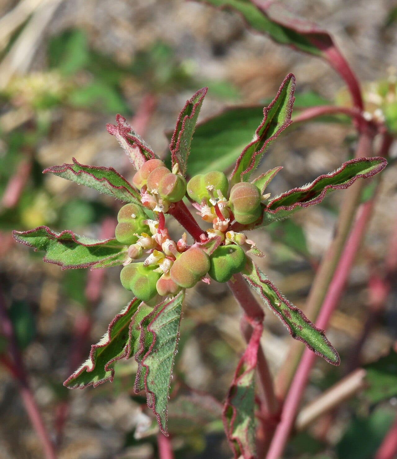 Toothed spurge (Euphorbia davidii)