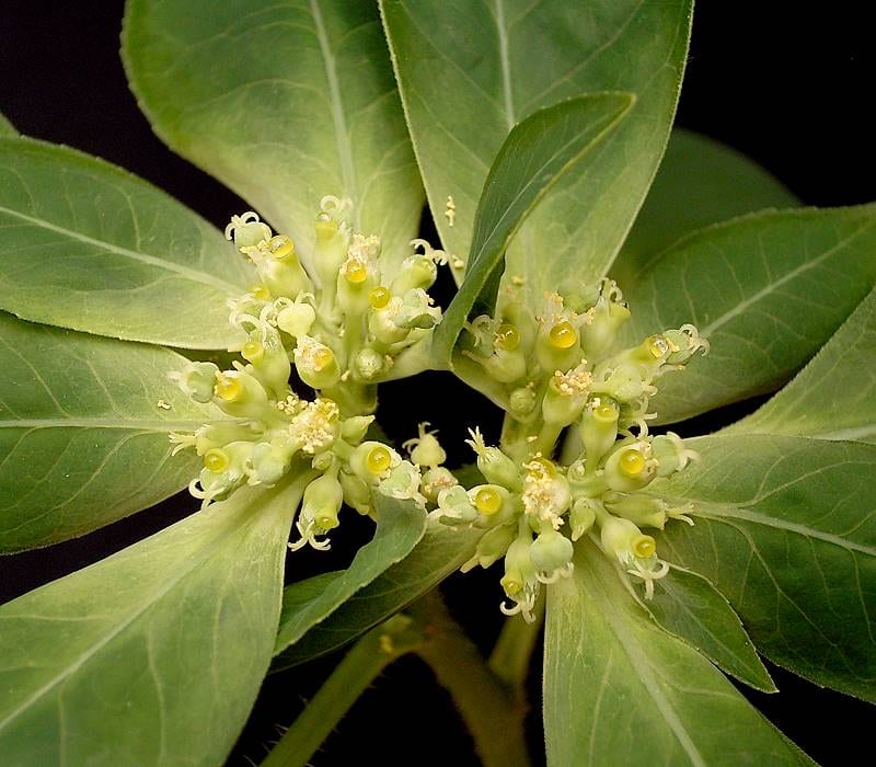 Toothed spurge (Euphorbia dentata var. dentata)