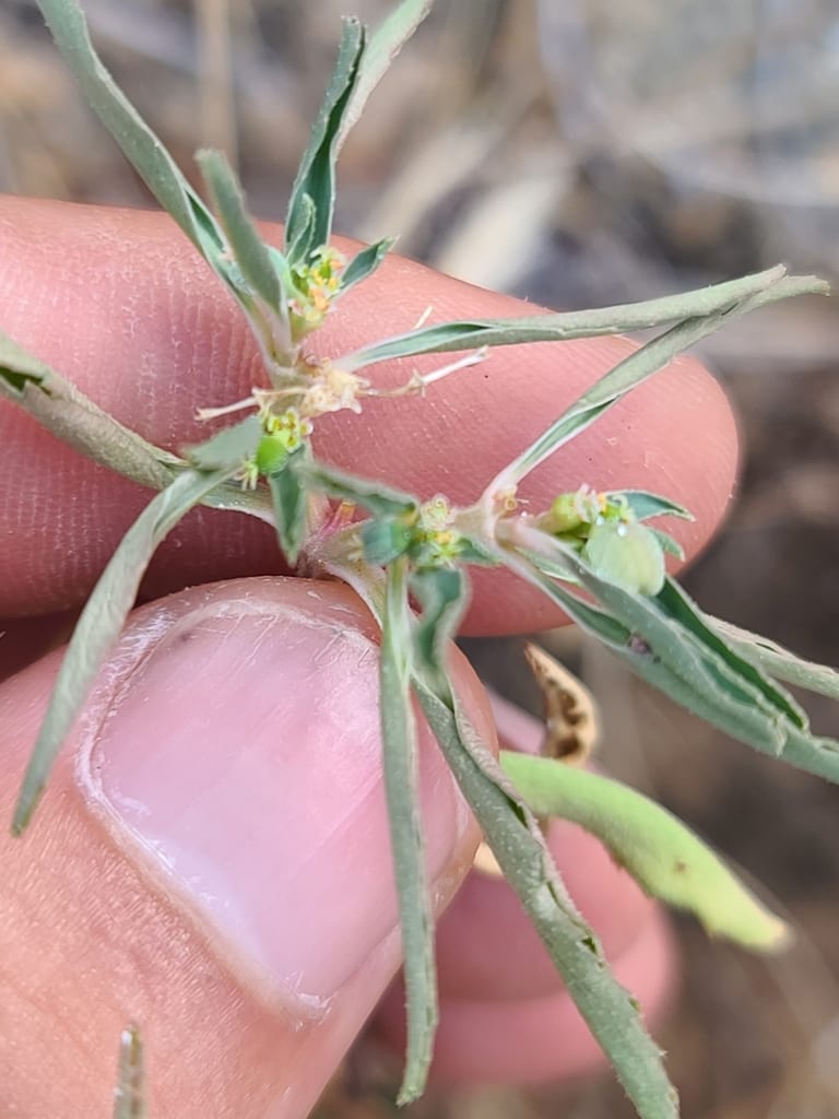Clark mountain spurge (Euphorbia exstipulata)