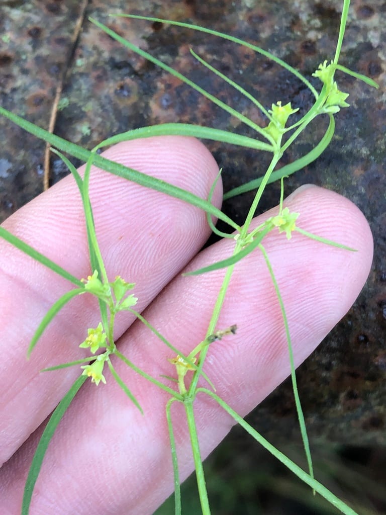 Sixangle spurge (Euphorbia hexagona)