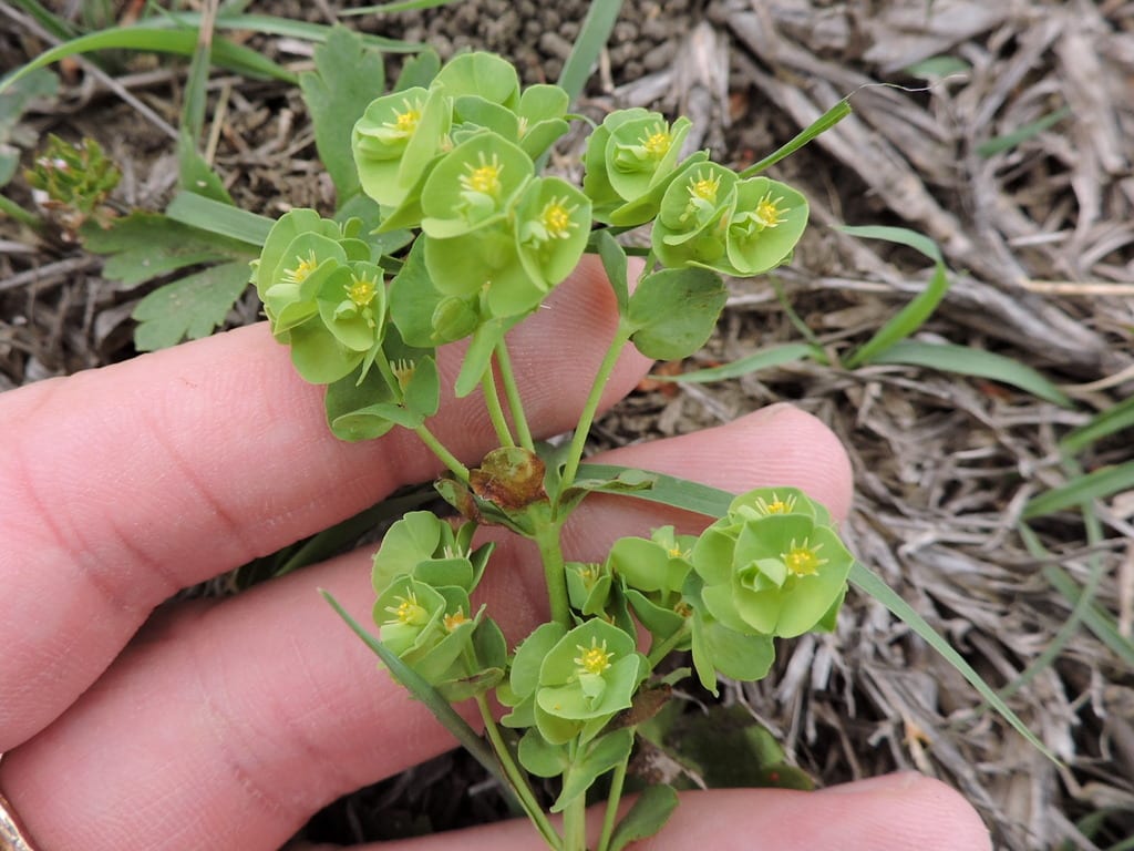 Wedgeleaf spurge (Euphorbia longicruris)