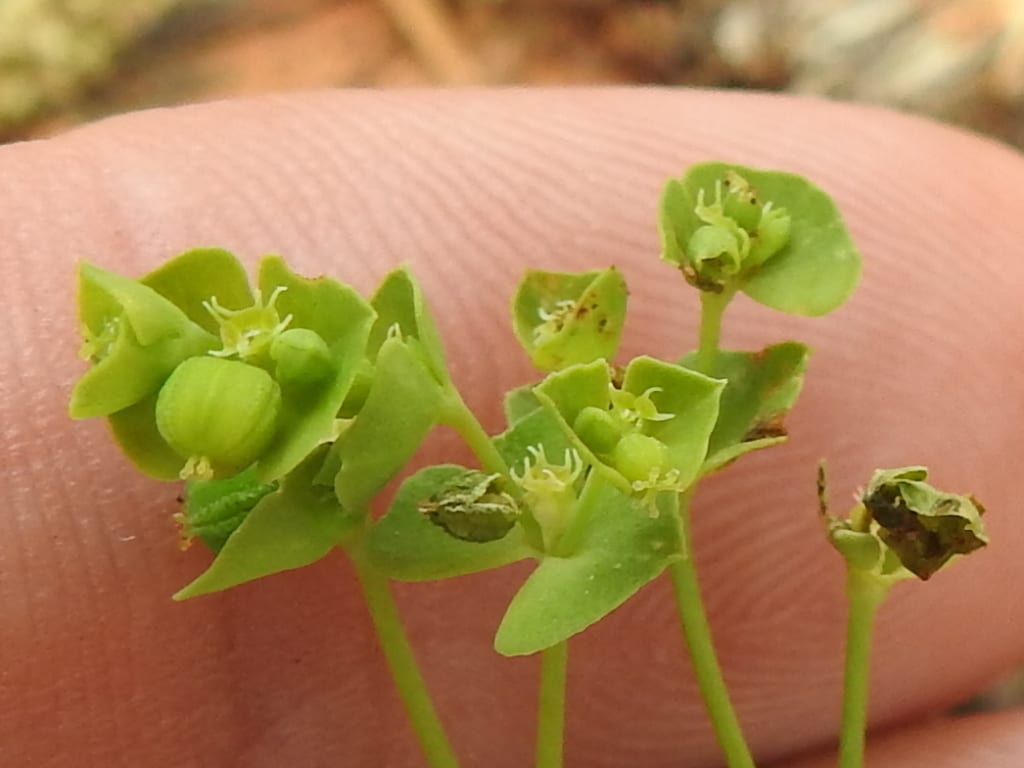 Weak spurge (Euphorbia tetrapora)