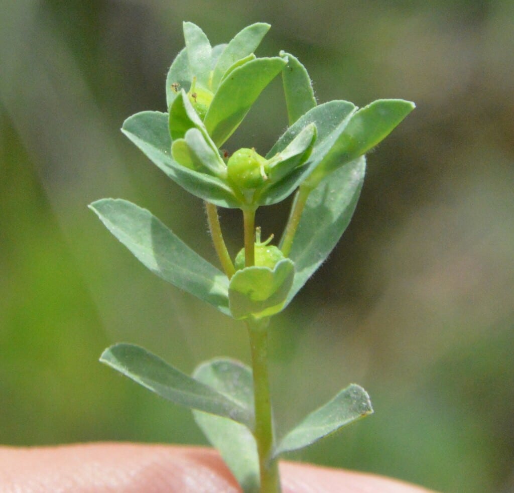 Texas spurge (Euphorbia texana)