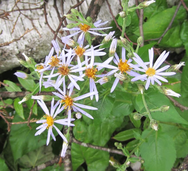 Forked aster (Eurybia furcata)