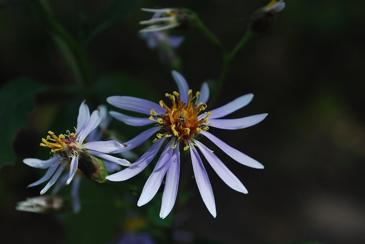 Bigleaf aster (Eurybia macrophylla)