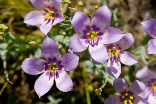 Catchfly prairie gentian (Eustoma exaltatum ssp. exaltatum)