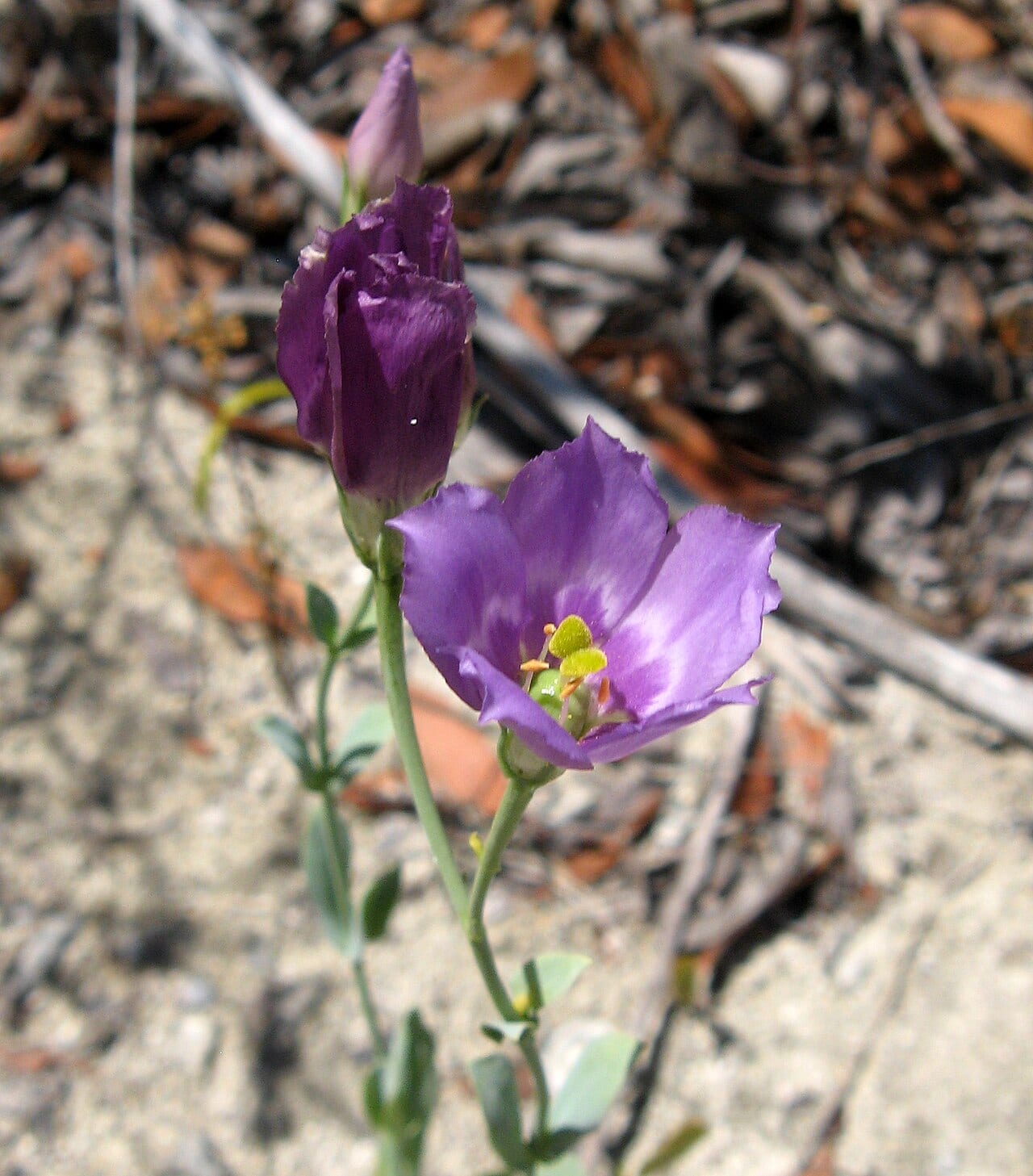 Catchfly prairie gentian (Eustoma exaltatum)